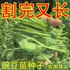 Sementes de Brotos de Ervilha Sementes Frescas de Pontas de Ervilha Sementes de Vegetais Verdes de Primavera e Outono Plantas em Vasos para Varanda