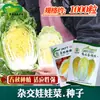 Semillas de Col Bebé Dorada Alpina Híbrido Semillas de Col Bebé Deliciosas para Campos de Verduras de Granja
