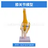Simulación de Enseñanza Esqueleto Humano de Articulaciones Codo Muñeca Tobillo Hueso Hombro Rodilla Cadera Ligamento Ortopédico Modelo Médico