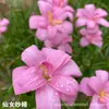 Bulbos de Lirio de Lluvia Grado A+ Doble Pétalo En Maceta Interior Balcón Floración Cuatro Estaciones Fácil de Cultivar Flores de Bulbo para Principiantes Venta al por Mayor