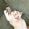 Brinquedo para gatos de nível de competição CFA, brinquedo para gatos, entretenimento próprio e alívio do tédio, vara longa, penas, resistente a mordidas, cabeça substituível, suprimentos para gatos