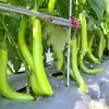 Plántulas de berenjena para cuatro estaciones, plantas en maceta con tierra, variedades viejas injertadas de berenjena morada y semillas de berenjena de Hangzhou, plántulas de hortalizas de primavera