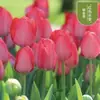 Semillas de bulbos de tulipán, bulbos holandeses de pétalo simple de 5 grados, flores de interior en maceta, florecen todo el año, fáciles de cuidar, aptos para cultivo hidropónico, venta al por mayor