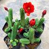 Momotaro Sem Espinhos Florido Belo Coluna de Galhos Suculenta Cacto em Vaso Flor de Varanda Planta Verde