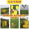 Tablero Atrapamoscas Adhesivo Amarillo, Doble Cara, para Invernaderos, para Capturar Moscas Negras Pequeñas y Moscas de la Fruta, Pegatinas de Tablero Atrapamoscas para Uso Agrícola, Doméstico y de Jardín