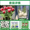 Tulipanes Hidropónicos al por Mayor 5 Grados Bulbos Grandes Resistentes al Frío para Invierno Interior/Exterior Fáciles de Cultivar para Principiantes Flores en Maceta Plantas