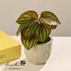 Flores Artificiais Produtos Transfronteiriços Mini Plantas Verdes Plantas em Vasos Plantas Simuladas Decoração de Casa Interior Plantas Verdes Artificiais Plantas em Vasos Simuladas
