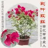 Planta en Maceta de Buganvilia con Flores, Enredaderas Verdes tipo Cerezo, Postes Viejos, Pétalos Dobles, Florece en Todas las Estaciones, Plántulas Grandes, Borlas Rojas, Plantas para Balcón Angus