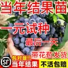 Semillas de Arándano para Plantar en el Norte y Sur, Plantas de Maceta para Balcón, Plantones de Árboles Frutales del Norte, Plantones de Árboles Frutales, Plantas de Arándano en Maceta