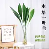 Plantas hidropónicas, una orquídea de una sola hoja en una maceta, vegetación interior popular, de hoja perenne durante todo el año, adecuada para salas de estar, plantas acuáticas fáciles de cuidar