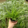Orquídea Pendente Folha Enrolada Coração Dourado Em Vaso Menina Francesa Mesa de Escritório Pequeno Vaso Planta Verde Pendente Interna Orquídea Pendente Borda Dourada