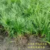 Césped Verde Artificial, Césped Artificial Específico para Golf, Césped Artificial para Interiores y Exteriores, Césped de Campo de Golf y Césped de Mijo Japonés