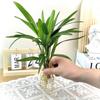 Bambu Marrom Jinshan em Vaso Planta Verde Hidropônica Folha Pequena Bambu Arroz Interno Sala de Estar Casa Grande que Traz Fortuna Bambu Rico Bambu d'Água