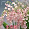 Dropshipping [Lirio de los Valles] Plántulas de Lirio de los Valles Florecientes en las Cuatro Estaciones con Capullos, Florales Fuertemente Perfumados y Plantas Verdes, Perenne