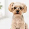 Conjunto Premium de Gravata e Óculos de Cavalheiro para Pets, Acessórios para Cães Pequenos e Gatos, Adereços Fofos para Fotos de Pets para Fotos Engraçadas