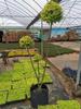 Dropshipping Flor Espejo Planta Árbol de Cera de Sichuan y Yunnan Ligustrum Oro Brillante Ciprés Azul Hielo Serie Piruleta Planta en Maceta Estilo Jardín