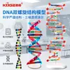 Kit de Montagem de Componentes do Modelo da Estrutura da Dupla Hélice de DNA para Alunos do Ensino Fundamental e Médio Explorarem Variação Genética Cgat Equipamento Experimental