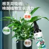 Antúrio Antúrio Branco Solução Nutritiva Especial Tipo Concentrado Foliar Solúvel em Água Nutriente para Plantas Floração Flor Promoção Fabricante