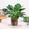 Diamante Dourado de Folhas Grandes Hidropônico (Compre Um por 2) Preço Especial Planta Hidropônica Folha Grande Diamante Dourado Planta Verde de Mesa para Escritório Sala
