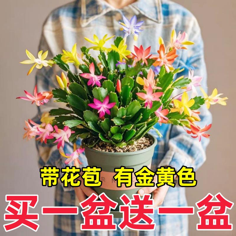 /O1CN01DkRGik1KgtwMSaDOR_!!2219431191194-0-cib.jpg