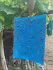 Fabricante Atacadista de Placas Armadilha para Insetos Amazon Transfronteiriça Placa Amarela Dupla Face Placa Azul Placa Armadilha Especial para Estufas Forte