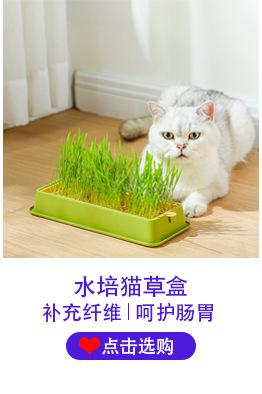 猫草盒