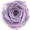 Caja de Joyería Cuadrada de Flores Eternas, Caja para Anillo Flor de Rosa de Cristal, Regalo de Boda San Valentín con Flores Secas, Accesorios de Decoración para Puesto