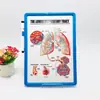 Tablero de exhibición médica cóncavo-convexo tridimensional 3D al por mayor, tablero de escritura médica, anatomía de órganos humanos, tablero de exhibición de escritorio médico