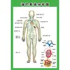 Estructura Promocional Diagrama Sistema Diagrama Esquemático Anatomía Médica Órganos Humanos Cartel de Pared Corazón Órganos Internos Hospital Cuerpo Humano