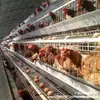 Gaiola de frango poedeira gaiola de granja de frango gaiola de frango poedeira galinha poedeira criação de ovos rolantes frango que põe ovos poedeira doméstica poedeira botando ovos criar