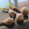 El Otro Lado del Bulbo de Flor Semilla Manzhu Shahua Flor Roja Intercambio Brocado Piedra Ajo Bulbo Grande Flor de Balcón Flor de Ajo Bulbo de Ajo