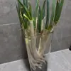 Caja de Almacenamiento Multifuncional de Cebolla Verde al por Mayor Varilla de Hierro Camote Cubo de Almacenamiento Transparente Cocina Jengibre Ajo Ingredientes Gran Capacidad Organización