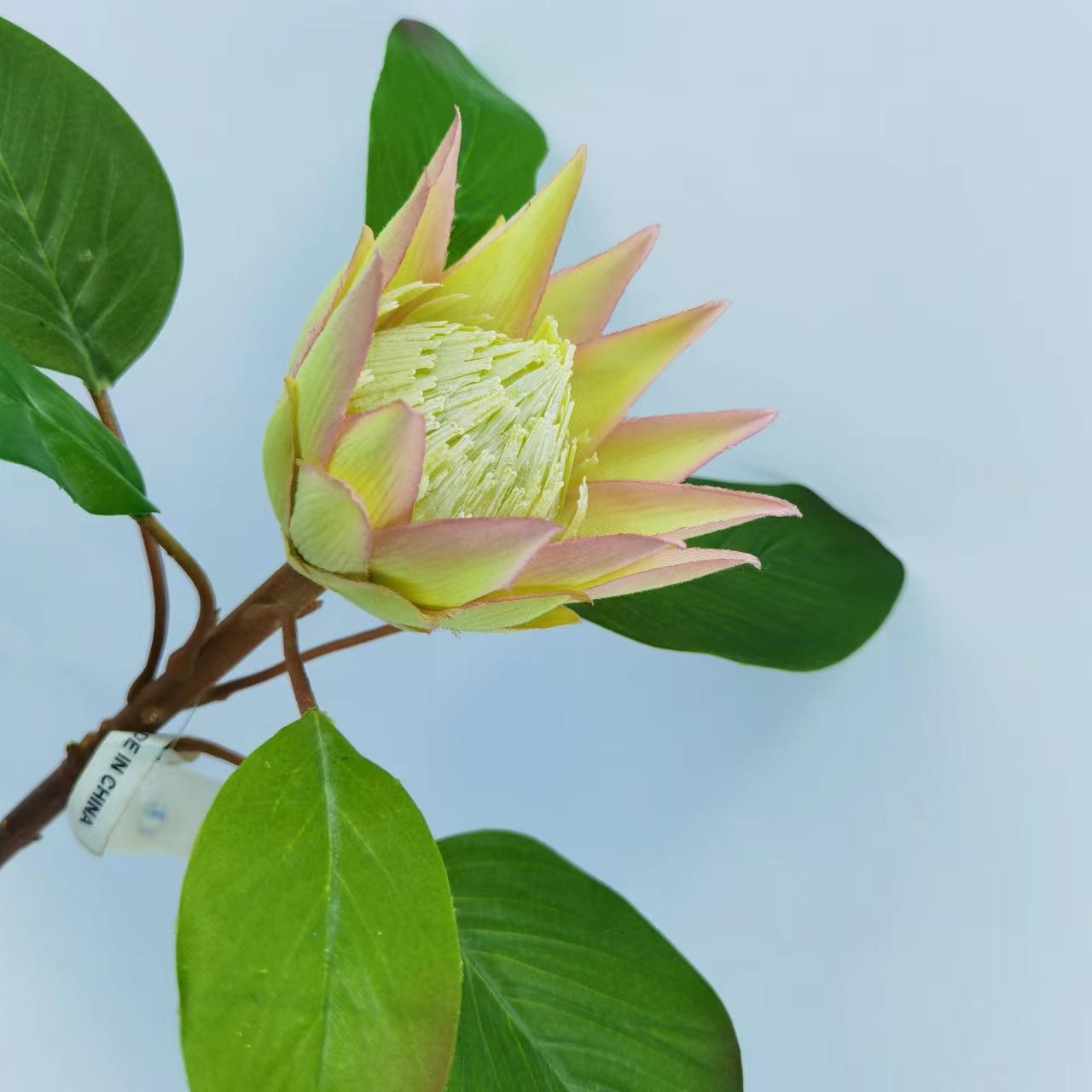 小帝王花