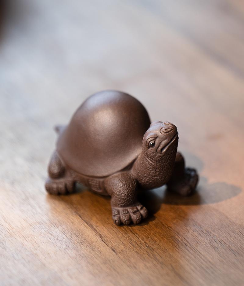 将军龟20210806 (4).jpg