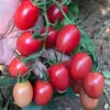 Adequado para mudas de tomate, mudas de tomate cereja, mudas de pimenta, mudas de vegetais, mudas de berinjela roxa, plantas em vasos, Leide