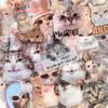 50 pegatinas transparentes y lindas de expresión de gato gatito para bolsas, para cuentas de mano, para decoración de fundas de teléfono móvil, para equipaje, pegatinas impermeables