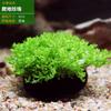 Tanque de Peces Plantas Acuáticas para Personas Perezosas Peces de Agua Dulce Tanque de Oxigenación Paisajismo Fondo de Acuario Paquete