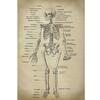 AliExpress Cartaz de Educação de Anatomia Humana Tela Pintada com Spray Estilo Nórdico Retro Muscle Skeleton Pintura Decorativa Médica