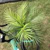 Acessórios de Parede de Planta Palmeira de 9 Folhas Folha de Palmeira de Coco Simulada Bambu Girassol Grama Plástica Tropical Palmeira Areca Folha de Samambaia Aspargo Venda por Atacado