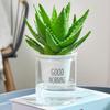 Aloe Vera en Maceta Interior Eliminación de Formaldehído Purificación de Aire Planta Verde Escritorio Suculenta Florales y Cactus Fáciles de Cultivar en Todas las Estaciones