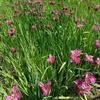 Sementes de Centáurea Perene no Atacado de Várias Regiões, Sementes de Dianthus Multicolores, Flores Medicinais, Flores de Trigo Gigantes, Sementes para Jardinagem