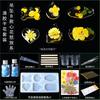 Planta seca flor coaster molde silicone abrasivo ferramenta em relevo cristal artesanal epóxi diy material resina AB cola caseira