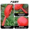 Pala de agua de plástico para el hogar, mango largo, para regar, pala para estiércol de verduras, pala de pegamento cocido de tendón de res engrosado, pala para fertilizante agrícola, agua