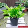 Mudas de Flores de Hosta Ornamentais, Folhas Floridas com Bordas Douradas, Canteiros de Flores em Vasos Internos, Plantas Verdes Perenes, Tolerantes ao Frio e à Seca
