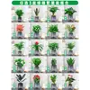 Rábano Verde Árbol de la Fortuna Espárrago Bambú Flor de Incienso de Nueve Millas Planta en Maceta Interior Menta Bambú Rico Planta Hidropónica Fácil de Alimentar