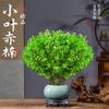 Planta Bonsai Nanmu Vermelho de Folha Pequena em Vaso Tronco Velho Nanmu Dourado Plantas Verdes para Mesa de Escritório Ornamentos Fácil de Manter em Todas as Estações
