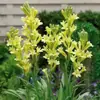Bulbos de Tuberosa São Perenes de Pétalas Duplas Brancas Puras Flores de Jardim em Vasos com Múltiplos Botões e São Fáceis de Sobreviver