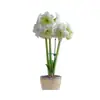 Plantas de amarílis importadas em vaso, bulbos de amarílis de flor dupla, disponíveis em várias cores, fáceis de cuidar, adequadas para cultivo interno e florescerão no mesmo ano.