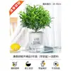 Autênticas plantas em vaso de pimenta perfumada, para interior e exterior, plantas repelentes de mosquitos, mudas, bonsai de pilha antiga, plantas verdes muri