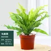 Helecho Nido de Pájaro en Maceta - Planta Pequeña Purificadora de Aire para Interiores, para Oficina, Perenne y Fácil de Mantener, Planta Verde Tolerante a la Sombra